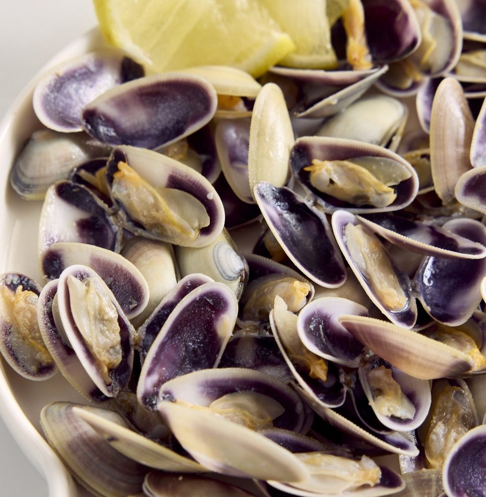 Coquina congelada del catálogo de marisco